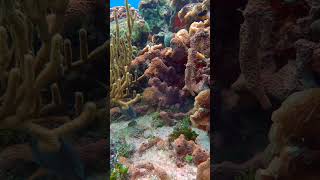 quotWho You Callin Cutequot  Balloonfish coralreef fish fyp fypシ゚viral [upl. by Sesilu]