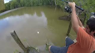 Wet season Rat Barramundi in Cooktown [upl. by Saile]