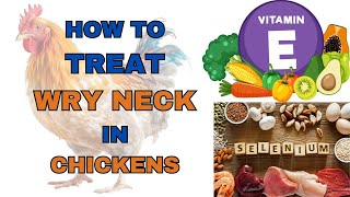 How To Treat Wry Neck in Chickens [upl. by Enaerb204]