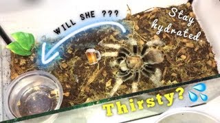 Do TARANTULAS really DRINK WATER  How QampA [upl. by Donata]