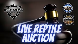 Live Reptile Auction 19  Powerhouse Pythons and Reptile Kreations [upl. by Nnaeiluj552]