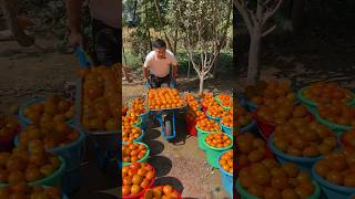 Persimmons fruit harvesting from farmers and cutting so fresh 2024 fruit harvest persimmon [upl. by Fortunato209]