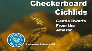 Checkerboard Cichlids Fincasters Episode 162 [upl. by Gridley]