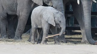 African Elephant Calf  Howletts Wild Animal Park 2019 [upl. by Nosyla]