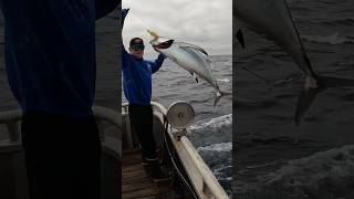 Albacore Tuna Fishing yakventures tuna tunafishing albacore [upl. by Olympe681]