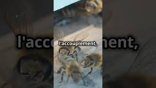 Les Abeilles Travailleuses  LArmée Féminine de la Nature [upl. by Ramsay278]