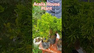 Aralia House Plant  🪴 Aralia एक ऐसा पौधा जिसमें बहुत सारे आयुर्वेदिक गुण पाये जाते है  shorts [upl. by Aphrodite]