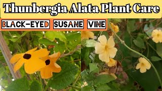 Thunbergia Alata plant care and propagation Blackeyed Susane vine shade loving flowering plant [upl. by Ytnom]