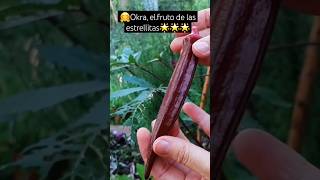 🤗 Okra el fruto de las estrellitas 🌟🌟🌟 okra soyahora huerta [upl. by Aisanat377]