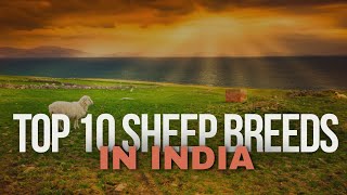 DISCOVER THE TOP 10 SHEEP BREEDS IN INDIA [upl. by Charmane]