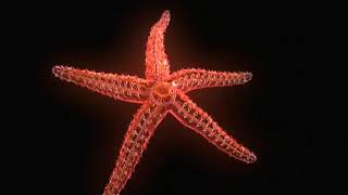 Echinoderms The Ultimate Animal TheShapeOfLife [upl. by Greene]