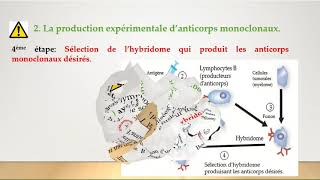 SEBiotechnologieActivité 4Anticorps monoclonauxpartie 2 [upl. by Asilav]