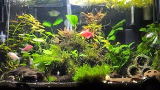 Overstocked 10 Gallon Community Tank [upl. by Ivatts]