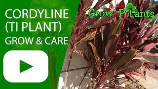 Cordyline  grow amp care Ti Plant [upl. by Hgielime853]