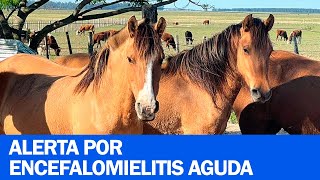 Encefalomielitis equina el Senasa declaró la emergencia sanitaria nacional [upl. by Kamal220]