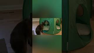 Cat Tent HACK From Ikea is Perfect shorts fypシ゚viral fyp cat kitten cats cute pets [upl. by Patin]