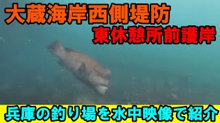 大蔵海岸東休憩所前ベランダの釣り場を水中映像で紹介！コブダイ釣りはここ！ [upl. by Layton]