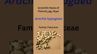 what is scientific name of peanut peanut Arachis hypogaea planttaxonomy botany biology [upl. by Eliathas]