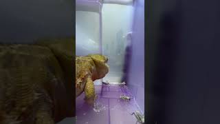 The Bearded Dragon 😍 Fascinating Lizard Facts 🦎 beardeddragon [upl. by Javed]