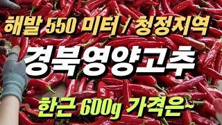 2024 최상품 영양고추 저렴하게 판매중 한근 600g 가격시세는 농가직거래 01062883430 고추가격고추시세고추가루가격햇고추가격햇고추가루가격 [upl. by Brigit]