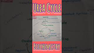 Urea Cycle Biochemistry shorts ureacycle shortsfeed viral biochemistry bpharmacy [upl. by Nettie153]