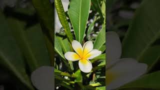 Frangipani Plumeria rubra Stamm Stecklinge Schönste weiß gelbe Blüte Sommer Blume 12 August 2022 [upl. by Ellecram934]