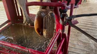 How Hoof Block Remove in Lame Cow Recovery of Toeulcer Hoof Block for Recovery of Lameness [upl. by Nalat]