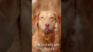 CHESAPEAKE BAY RETRIEVER dogbreed [upl. by Josephine434]