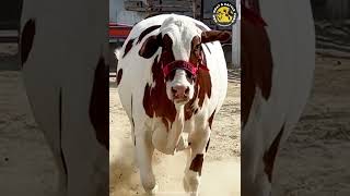 Laal Abluck Beauty  HBM Goat amp Cattle Farm  2024 [upl. by Ahkeber255]