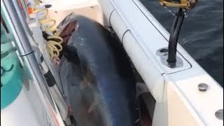 Bluefin Tuna Fishing Gloucester MA [upl. by Nodyroc]