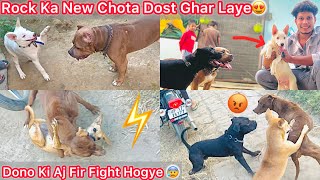 Rock Ka New Chota Dost Ghar Laye😍White Husky🐶 Chinki Or Bela Ka Firse Panga Hogya😰 [upl. by Odnalo]