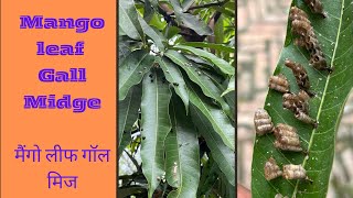 Mango leaf Gall Midge Insect of Mango Typical Symptomsमैंगो लीफ गॉल मिज [upl. by Marga]