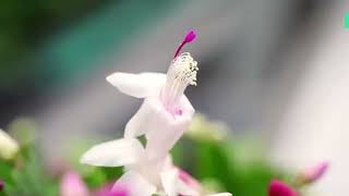 Regionieuws TV  Hofland Flowering Plants uit Naaldwijk ontvangt predicaat quotHofleverancierquot [upl. by Ynhoj]