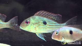 The real Geophagus surinamensis Redstriped Eartheater from Suriname and French Guiana [upl. by Eldred]