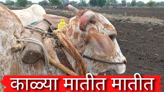 kalya matit matit marathi song ।। काळ्या मातीत मातीत ।। गावरान व्हिडिओ ।।Video Song ।। [upl. by Rema]