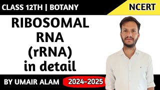 Ribosomal RNA [upl. by Nosydam]