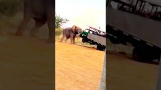 elephant hinting vehicle animals attack elephant elephantattack [upl. by Nedloh]