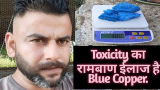 Poultry mai Toxicity Ka ilaj hai Blue CopperBlue Copper is best treatment for toxicity in broiler [upl. by Yoong]