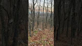 Cool encounter tonight adirondacks hunting bear deerhunting [upl. by Poock]