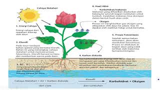 PROSES FOTOSINTESIS PADA TUMBUHAN [upl. by Aehcim]