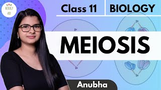 Class 11  Meiosis  NCERT HINDI [upl. by Hawker]