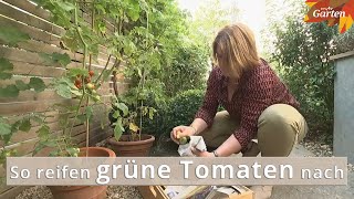 Grüne Tomaten nachreifen lassen  MDR [upl. by Damita]