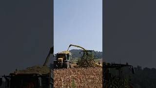 John Deere 8200i agriculture cornsilage silage2024 johndere jcb shorts [upl. by Garth]