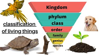 Taxonomy quotclassification of living thingsquot [upl. by Leanatan74]