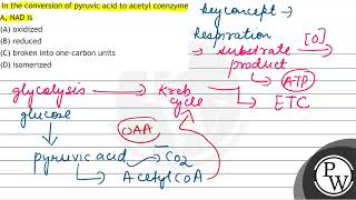 In the conversion of pyruvic acid to acetyl coenzyme A NAD is A [upl. by Fariss]