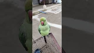 Mere Pichhe Jamana Sara parrot song music hindisong bollywood funny birds cuteparrotking [upl. by Greenman]