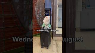 Rani 🐈 Ghar chod ke Chali Gayi 😔 ashortaday cat tranding minivlog viralshort [upl. by Sirovart]