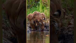 Bardiya National Park nepal bardiyanationalpark tiger [upl. by Micky]