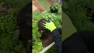 Intercropping tomato plants for the winter ➡️ spring transition tomatoes gardentips texasgarden [upl. by Velleman]