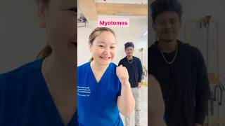 education myotomes nerves muscle function movement funtime cervical neurophoenix physio [upl. by Amatruda726]